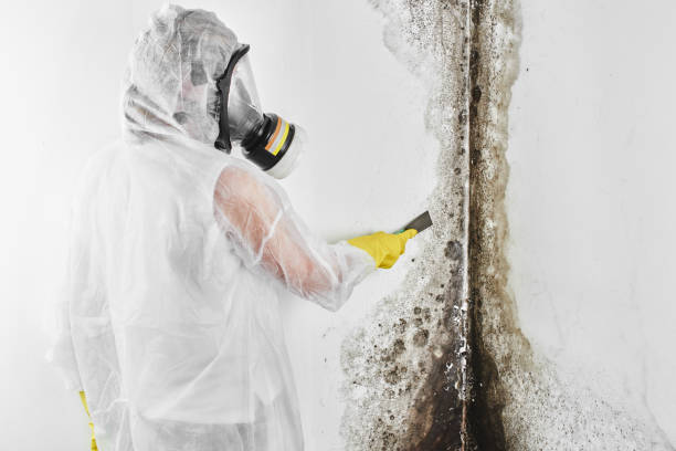 Best Mold Damage Repair  in Loudonville, OH