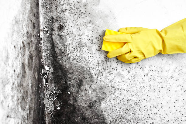 Professional Mold Removal in Loudonville, OH