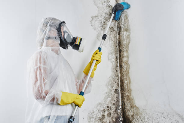 Best Mold Removal Company Near Me  in Loudonville, OH