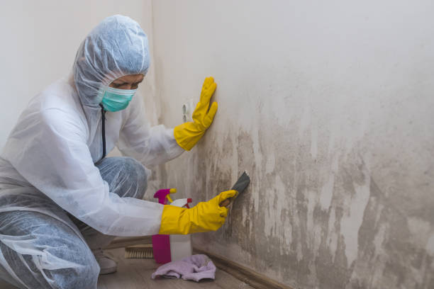 Best Professional Mold Removal  in Loudonville, OH