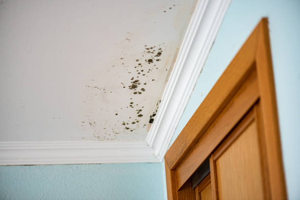 Best Home Mold Removal  in Loudonville, OH