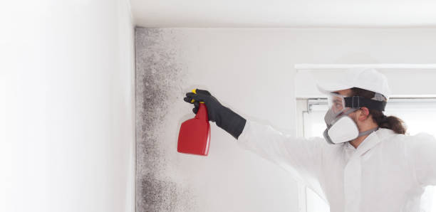 Best Emergency Mold Removal  in Loudonville, OH