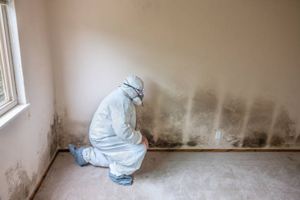 Best Mold Inspection  in Loudonville, OH
