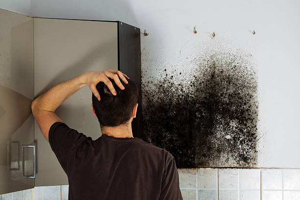 Best Certified Mold Removal  in Loudonville, OH
